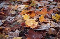 Close-up of frosted autumn leaves on the ground, capturing the essence of fall.